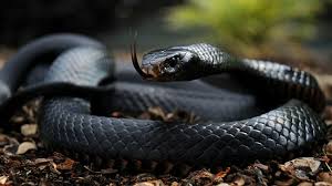 Black Mamba World's fastest and deadliest snake