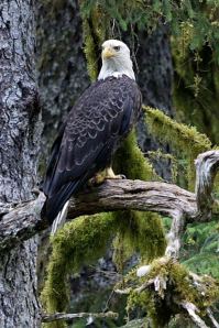 eagle 1