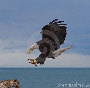 eagle 3